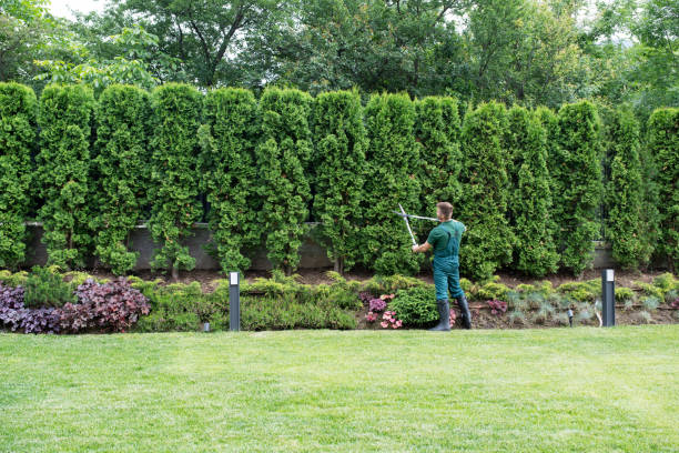 Best Lawn Disease Treatment  in Kidron, OH